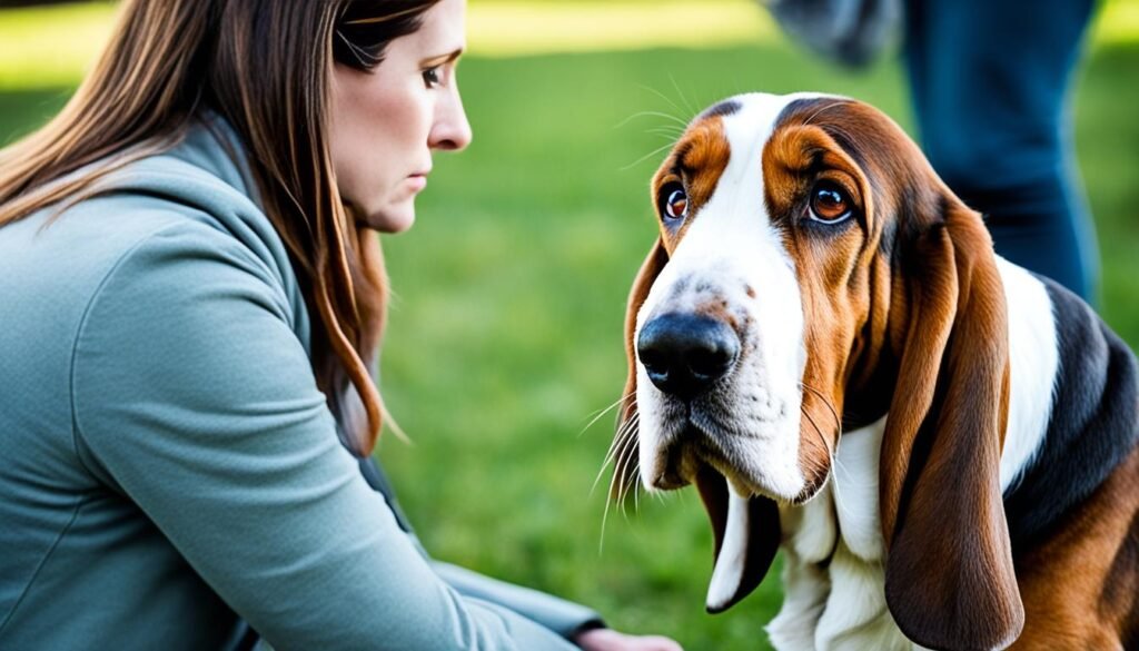 Basset Hound