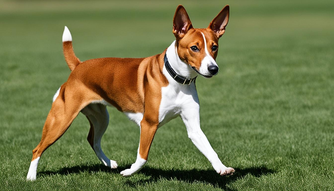 Basenji