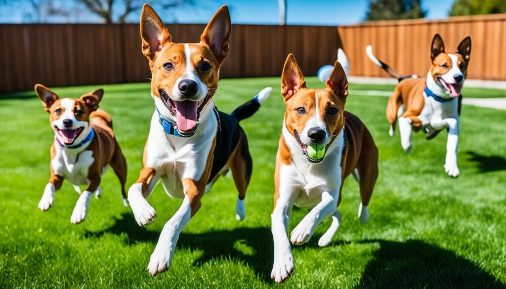 Basenjis e crianças