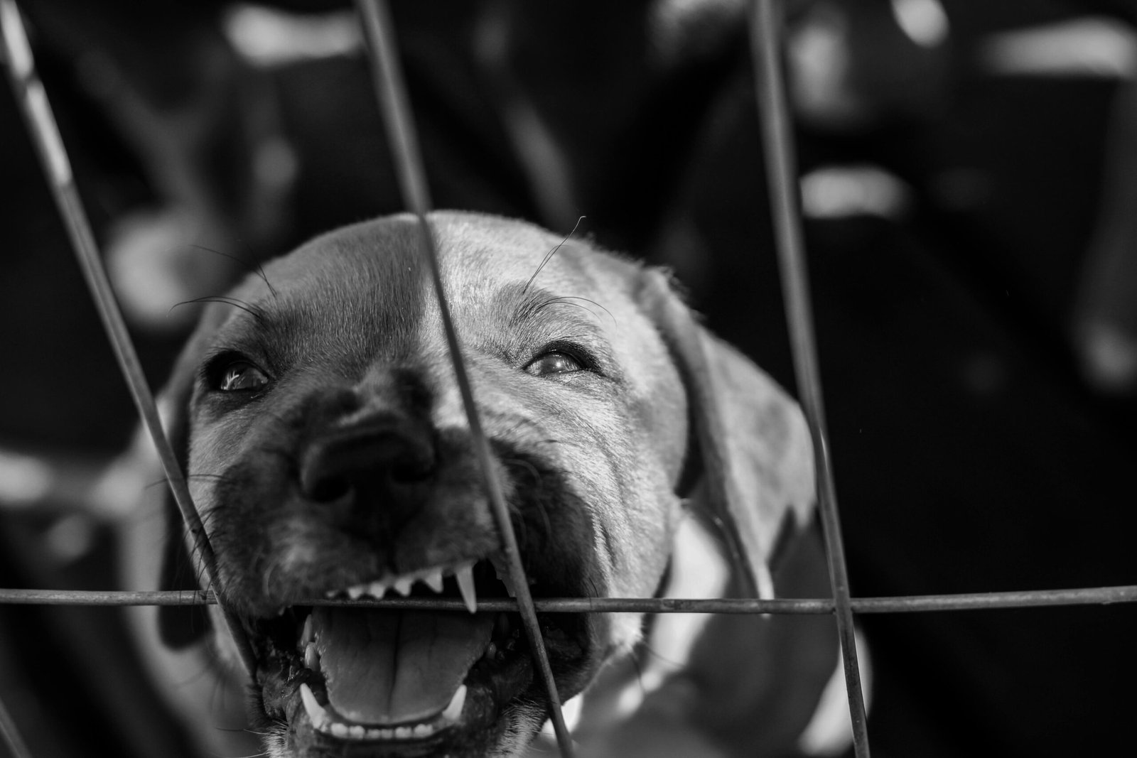 Como Saber a Idade do Cachorro Pelos Dentes