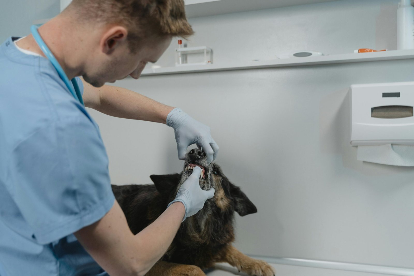 Como Saber a Idade do Cachorro Pelos Dentes