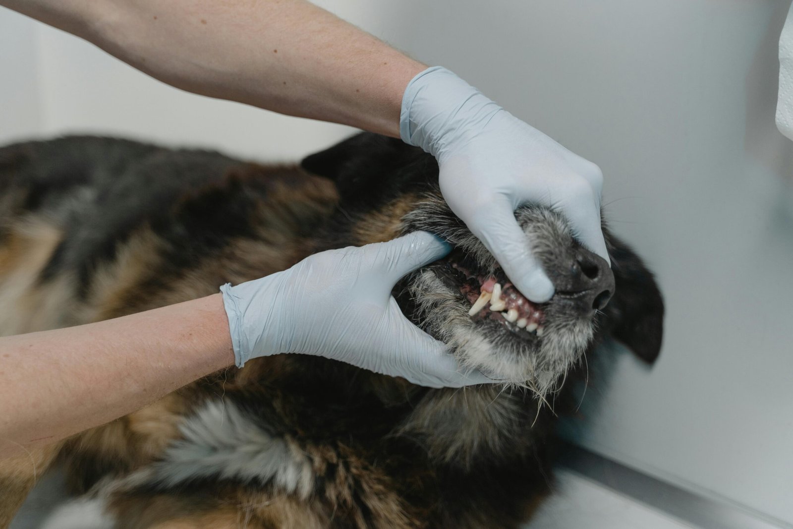 Como Saber a Idade do Cachorro Pelos Dentes