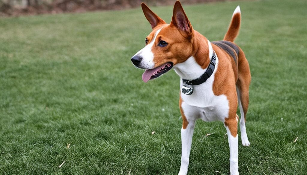 problemas de saúde Basenji