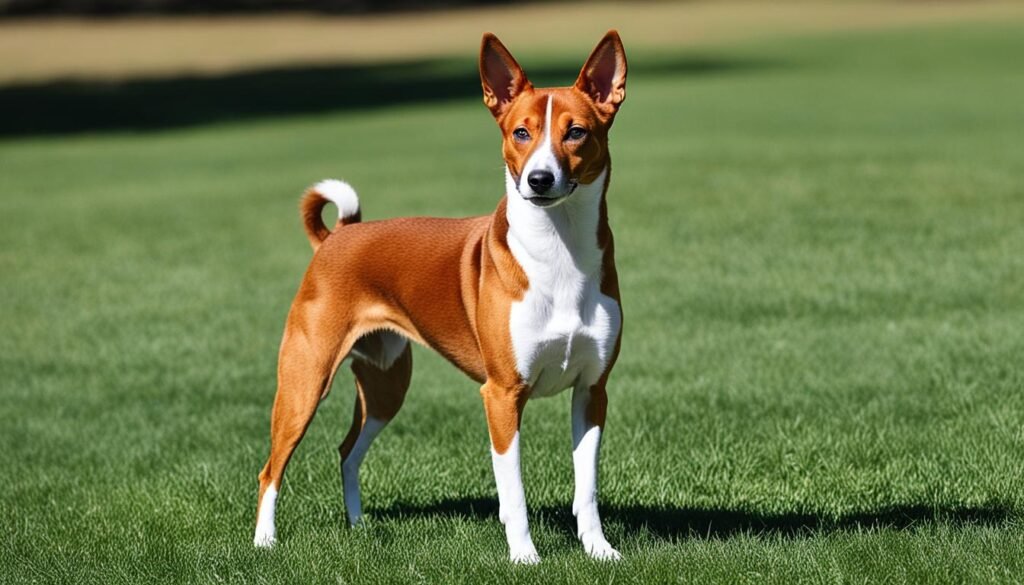 raça de cachorro Basenji